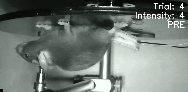 Inverted video